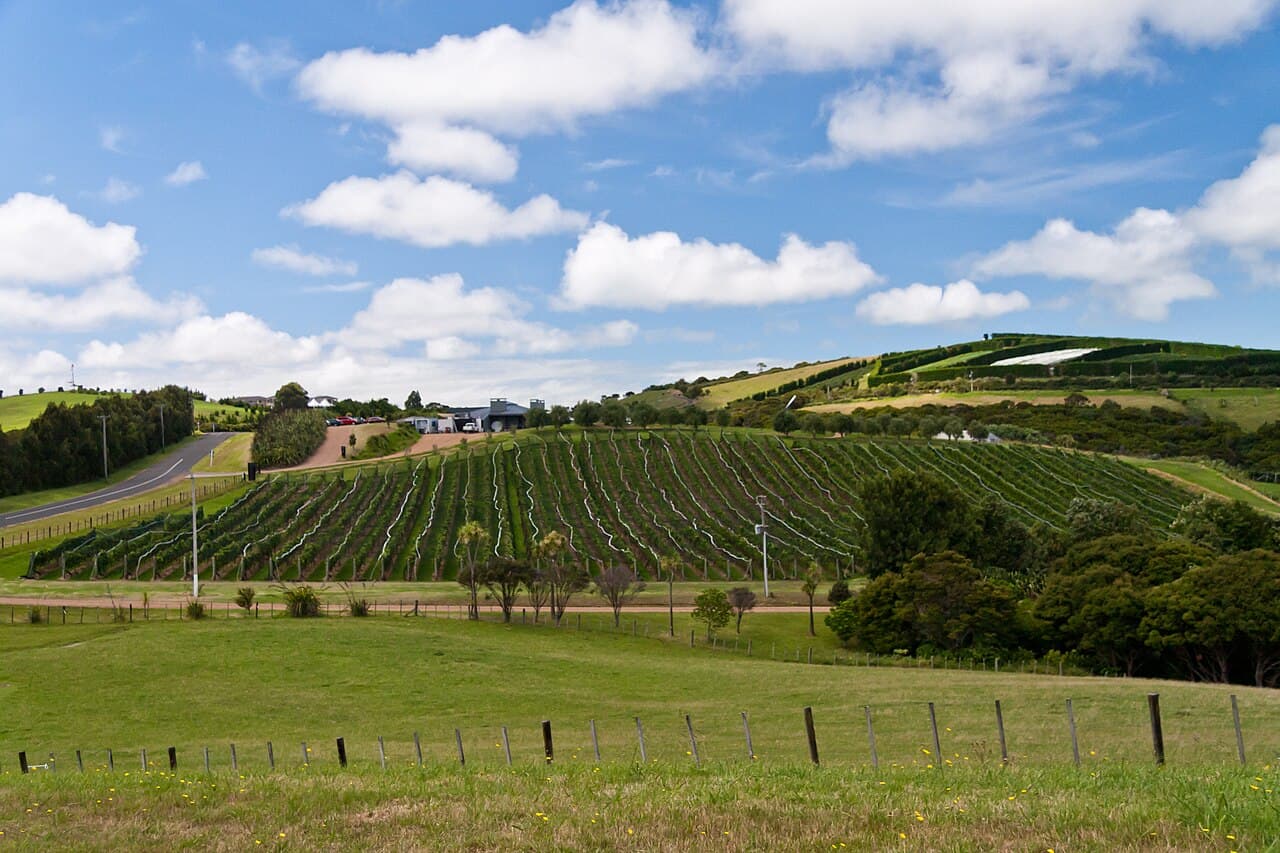 Vineyards and beaches, Waiheke Island