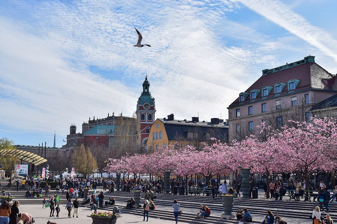 Cherry blossom in Kungsträdgården, Stockholm