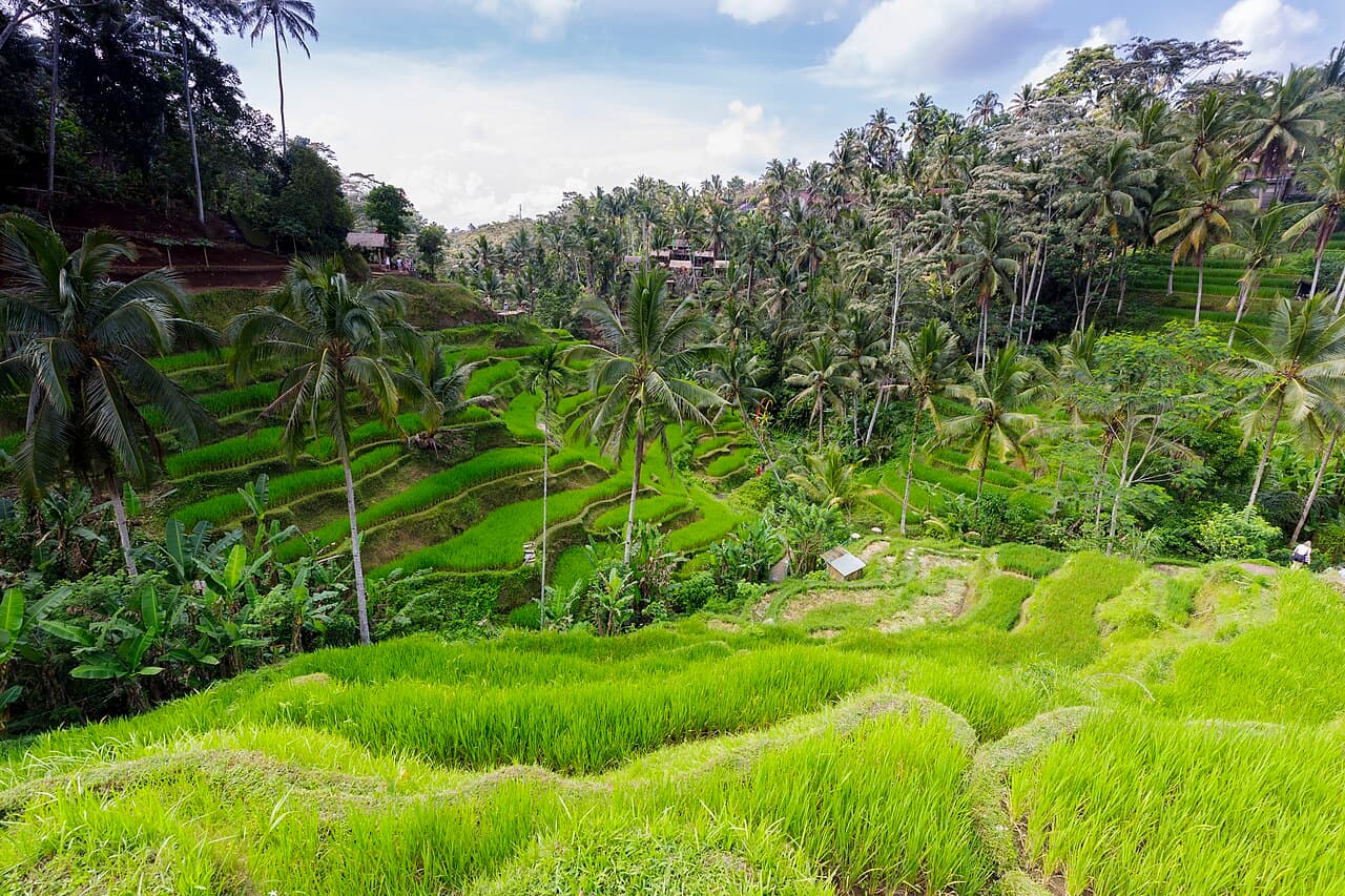 Streets of Ubud, Bali