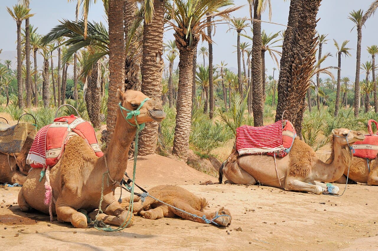 Streets of Palmeraie, Marrakech