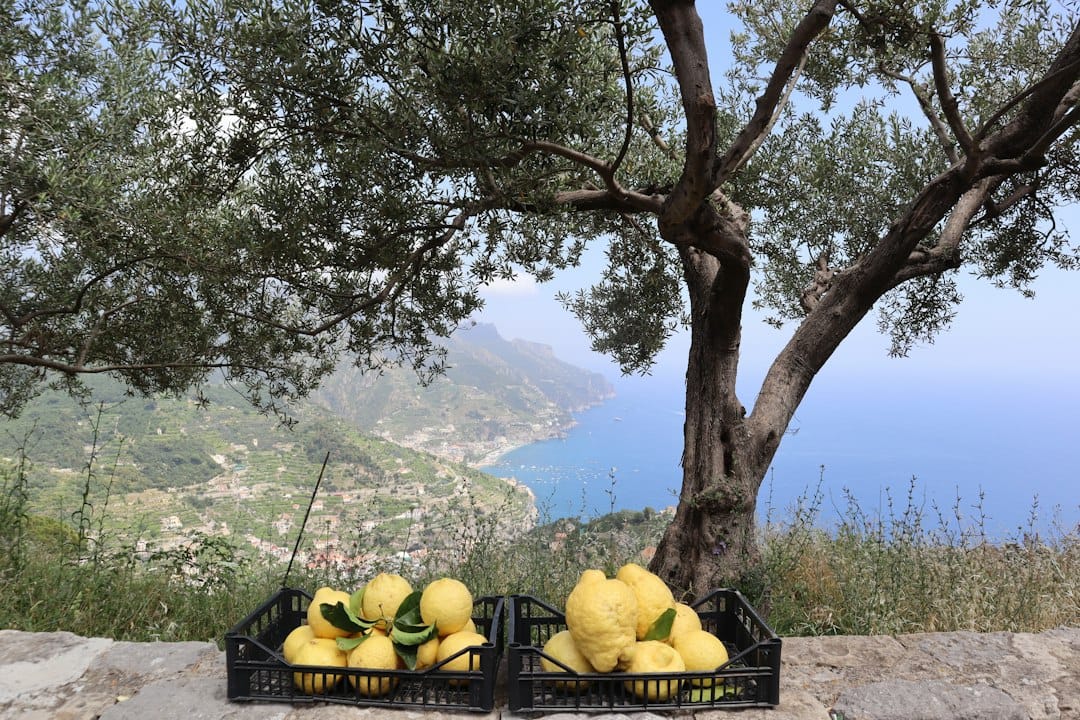 A lemon grove above the Amalfi Coast