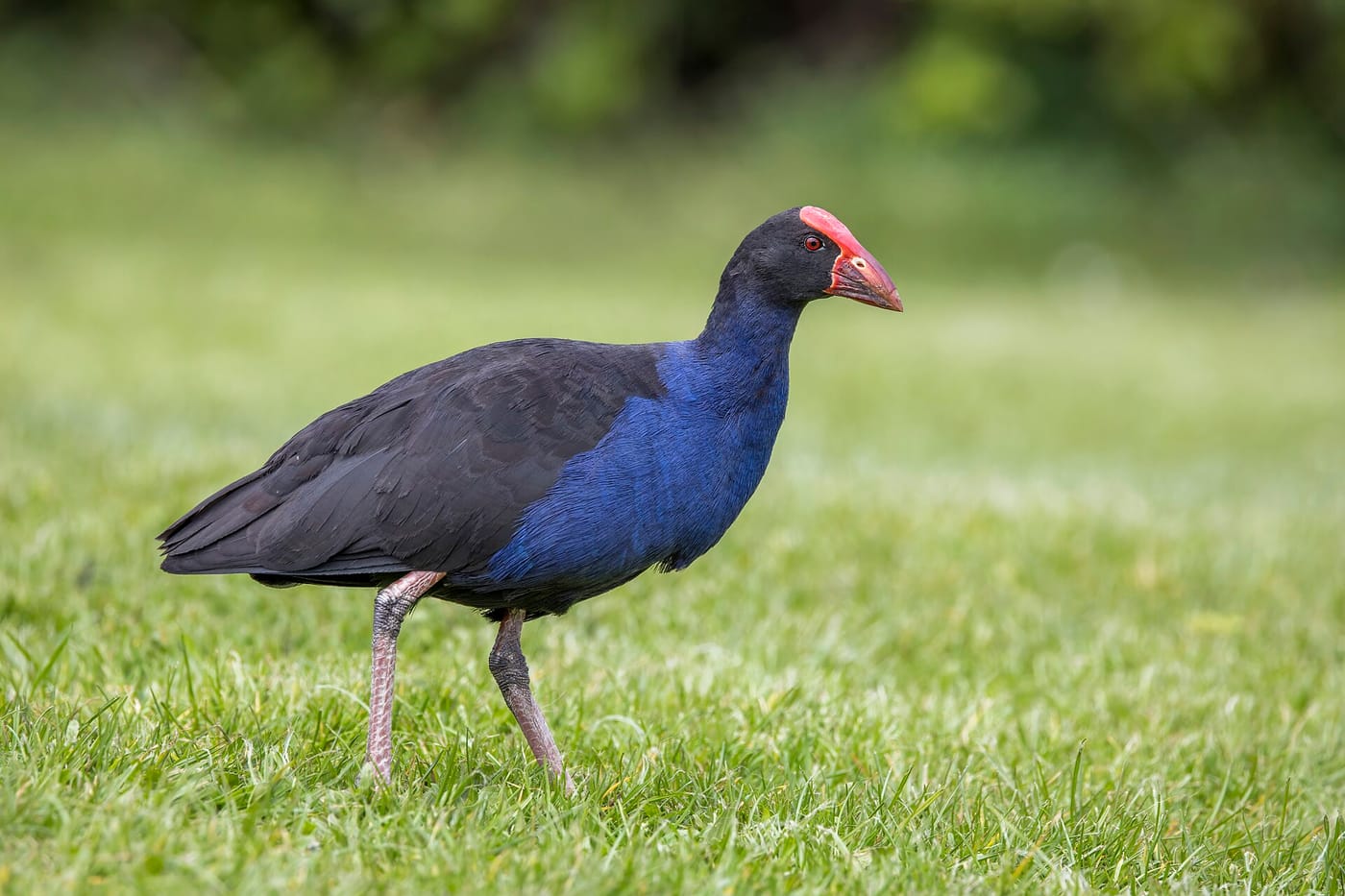 A rare native pūkeko bird on Tiritiri Matangi island near Auckland