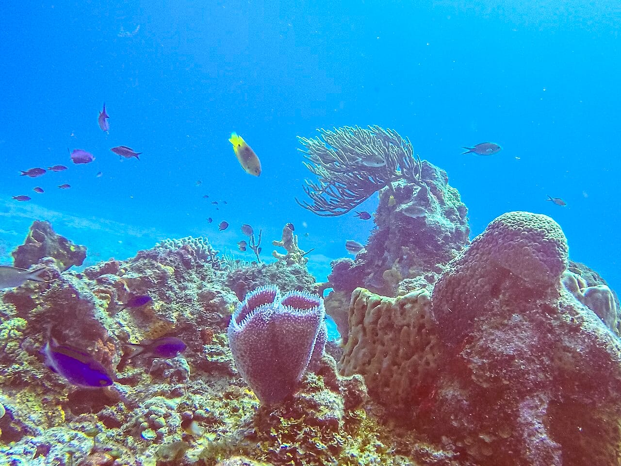 Cozumel diving, near Cancún