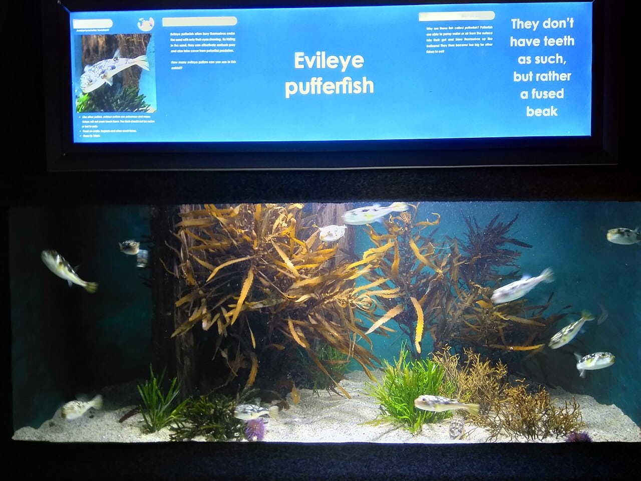 The Two Oceans Aquarium, Cape Town