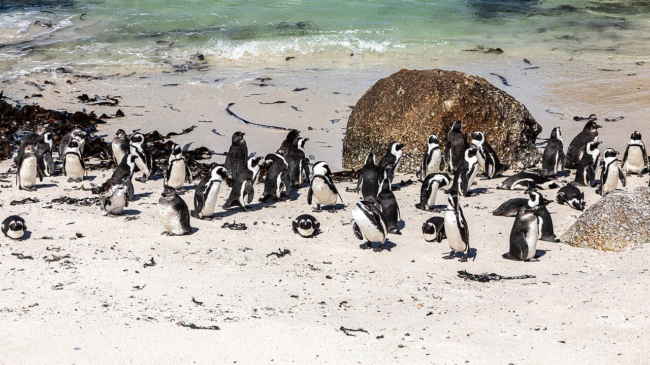 African penguins at Boulders Beach, Cape Town