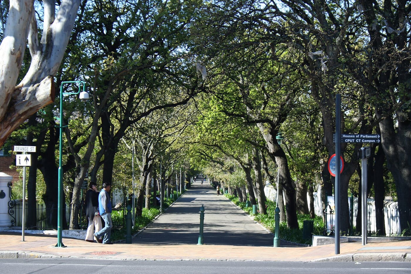 The tree-lined avenue of the Company's Garden in Cape Town