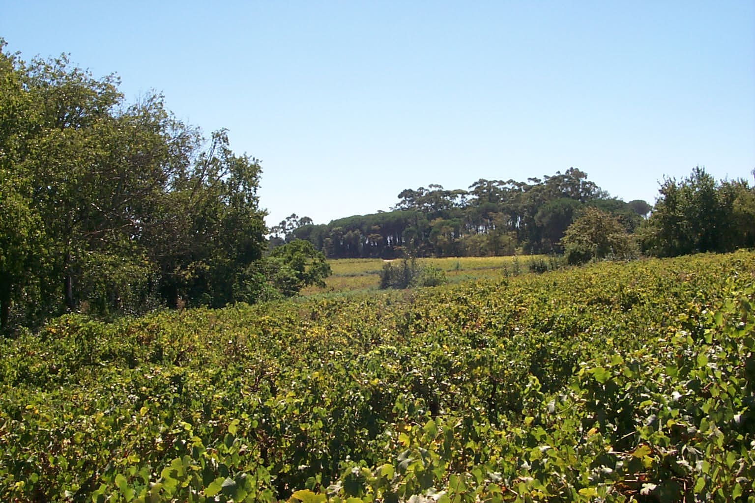 Vineyards against mountains in the Cape Winelands near Cape Town
