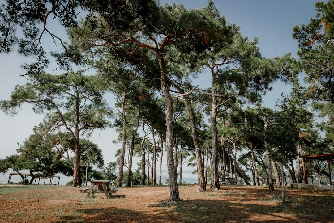 Pine woods and a path on Büyükada in the Princes' Islands off Istanbul