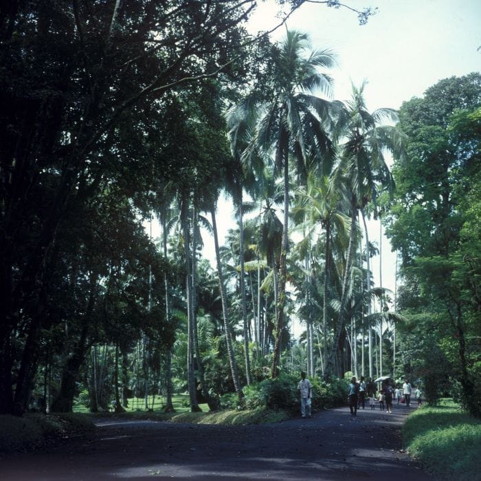 A towering palm avenue in the Bogor Botanical Gardens near Jakarta