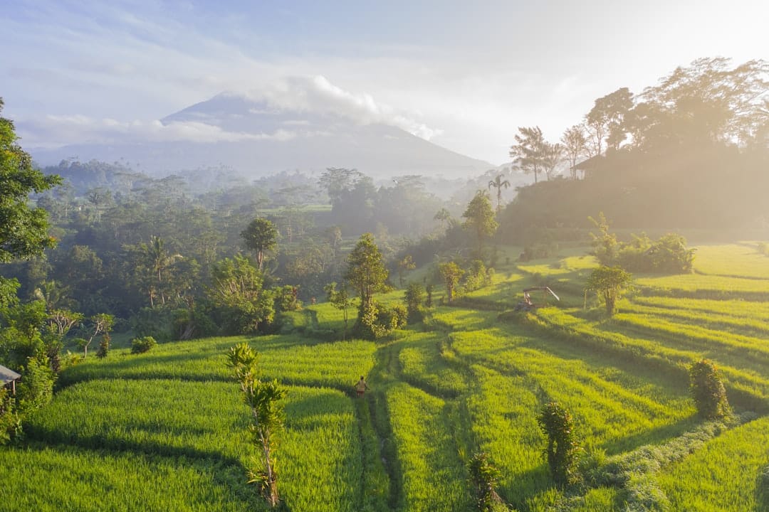 Rice terraces at Tetebatu, Lombok