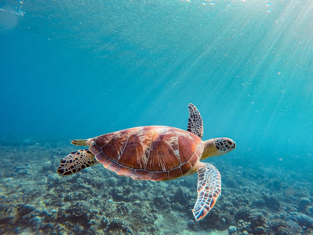 Snorkelling with a green sea turtle off the Gili Islands