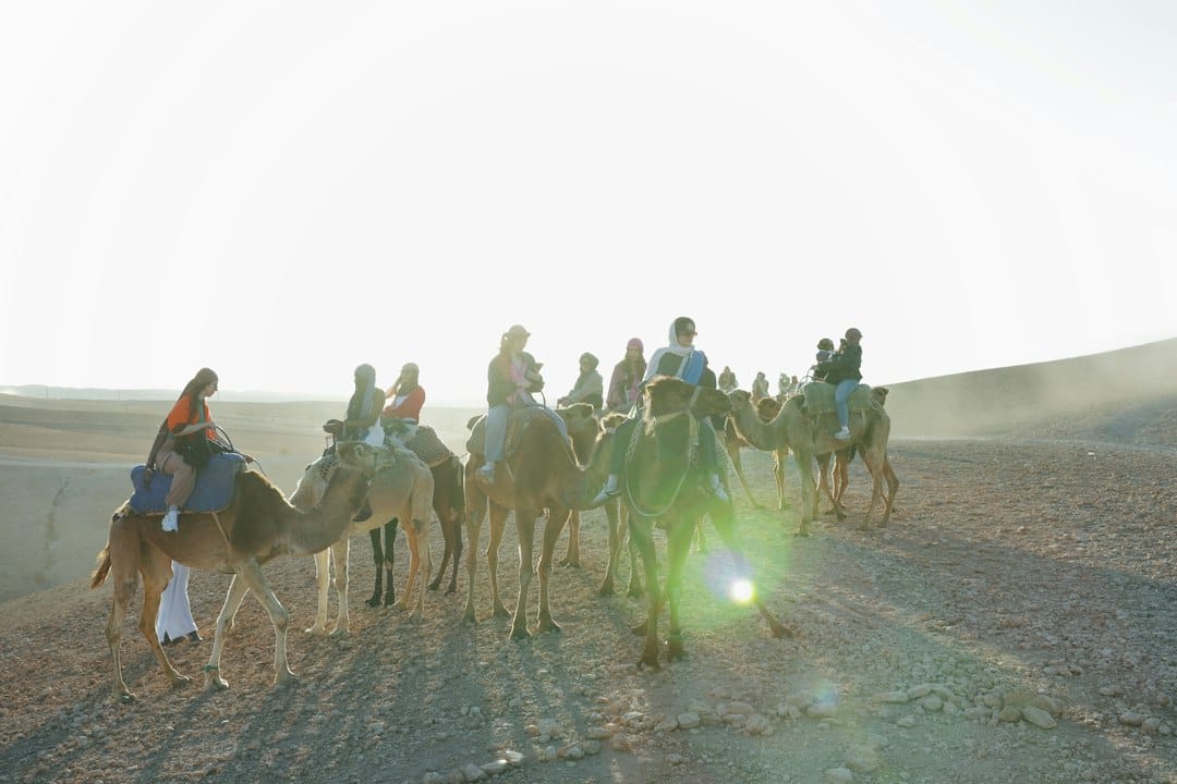 Camels crossing the stony Agafay Desert near Marrakech at dusk