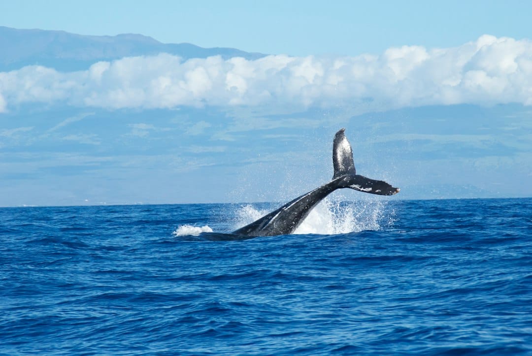 A breaching humpback whale off Maui