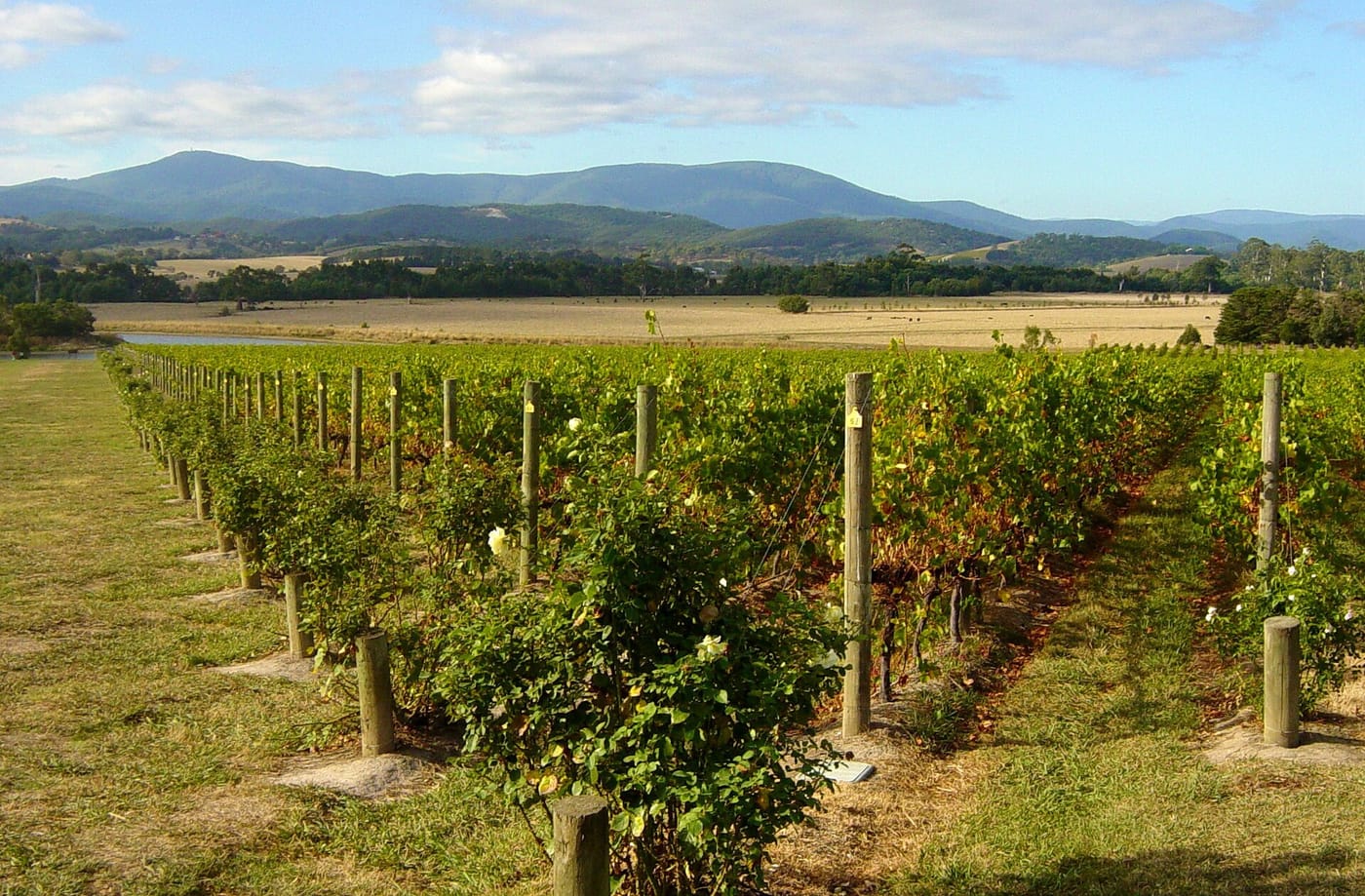 Vineyards in the Yarra Valley near Melbourne