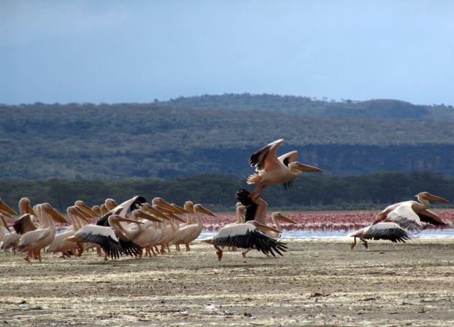 Flamingos and pelicans at Lake Nakuru in Kenya