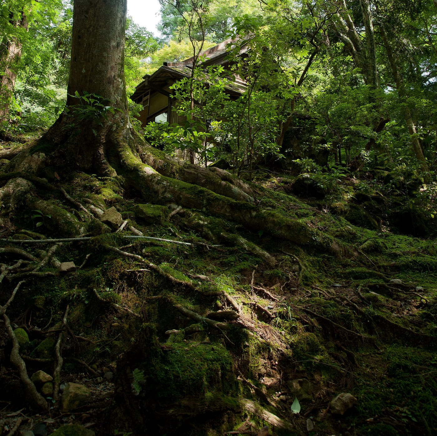 Stone lanterns on a path through the Kasuga forest in Nara
