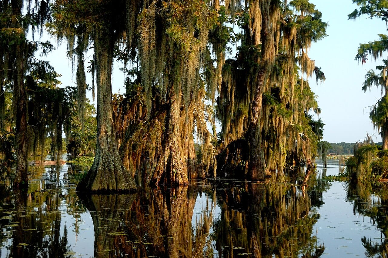 A bayou swamp tour near New Orleans
