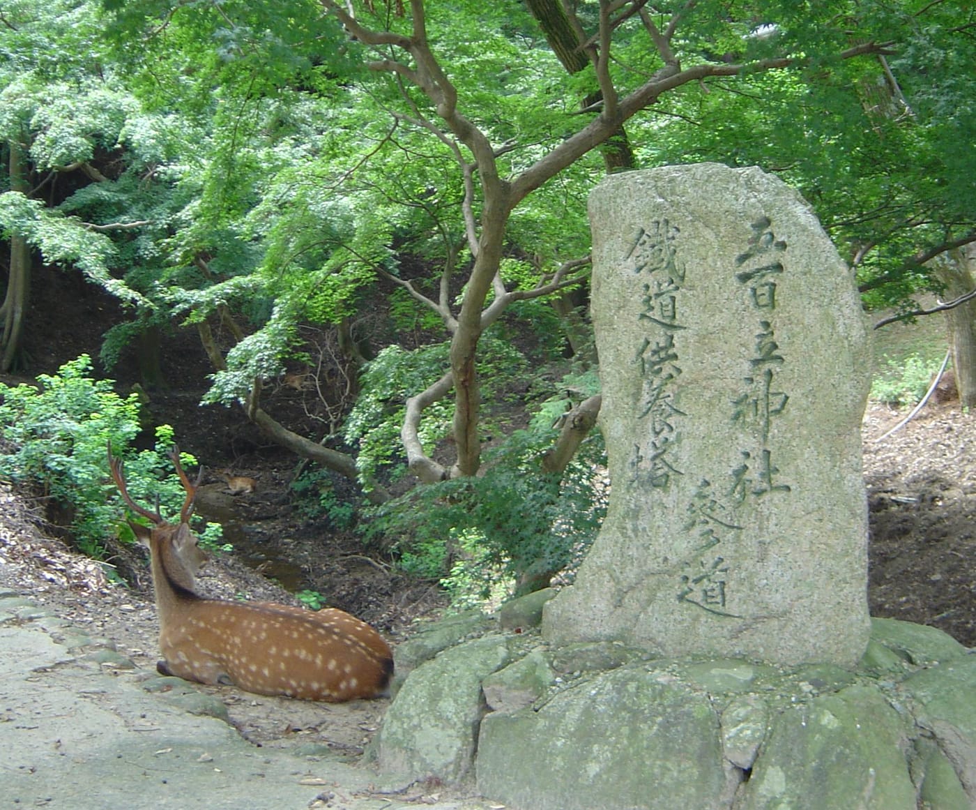 Deer beside a temple sign in the park at Nara, Japan