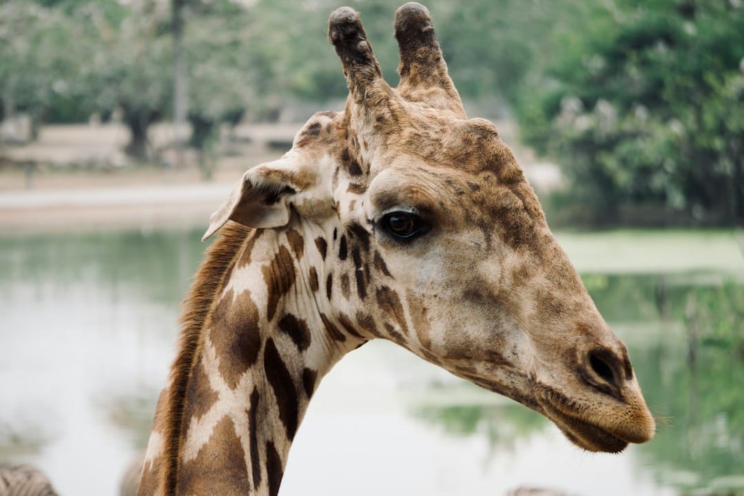 A giraffe at the Khao Kheow Open Zoo near Pattaya
