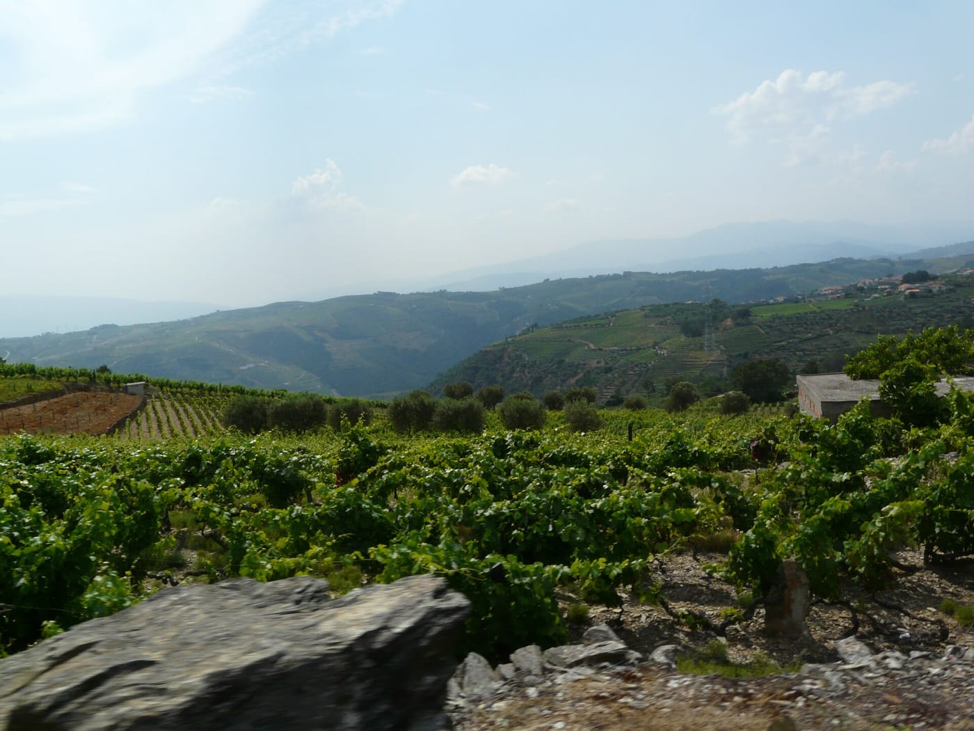 Terraced vineyards above the river in the Douro Valley