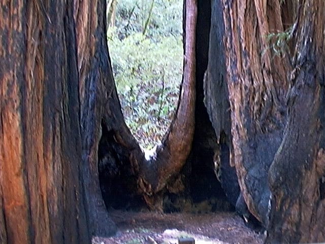 Giant coast redwood trunks in Muir Woods near San Francisco
