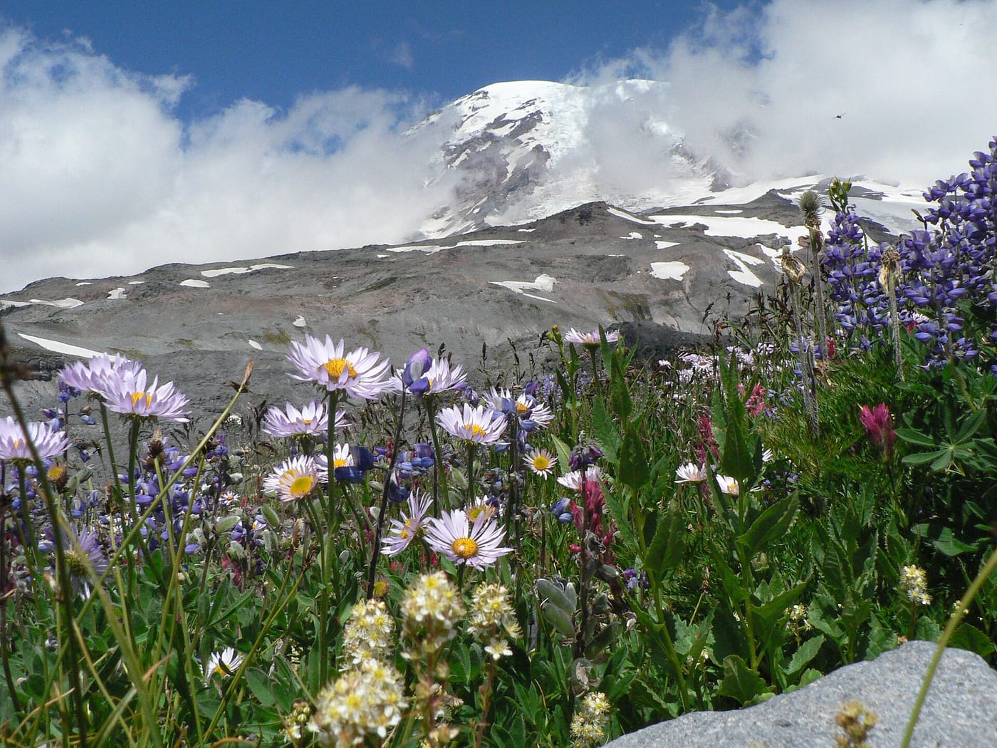 Wildflower meadows below Mount Rainier in Washington