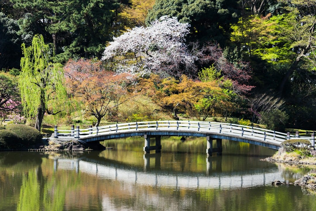 A wooden bridge over a pond with blossoming trees in Shinjuku Gyoen, Tokyo