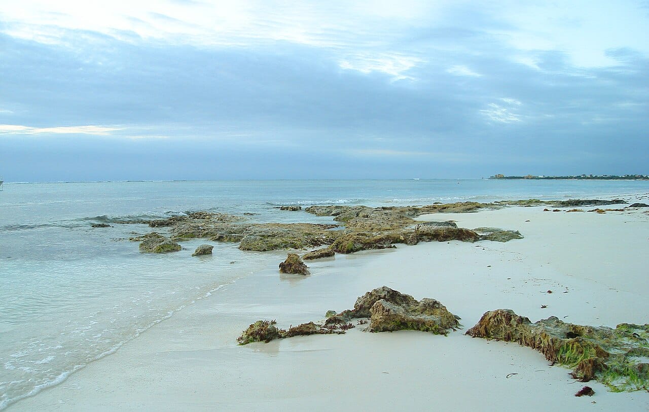 A green sea turtle in the shallows at Akumal