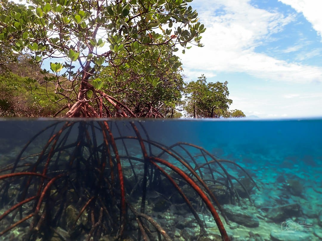 The turquoise mangrove channel of Casa Cenote near Tulum