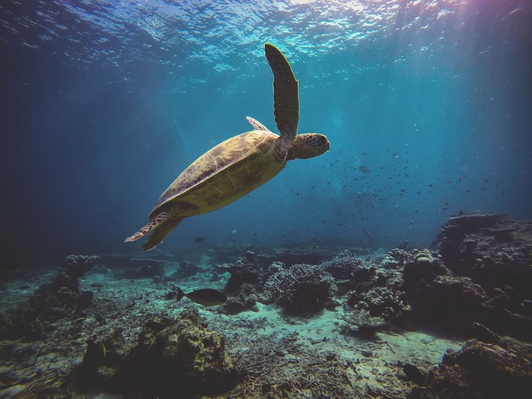 Snorkelling over a coral reef in the Riviera Maya