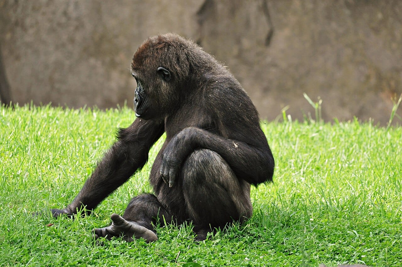 Bioparc Valencia