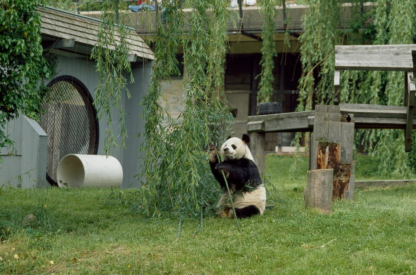 A panda on the grass at the Smithsonian National Zoo in Washington DC
