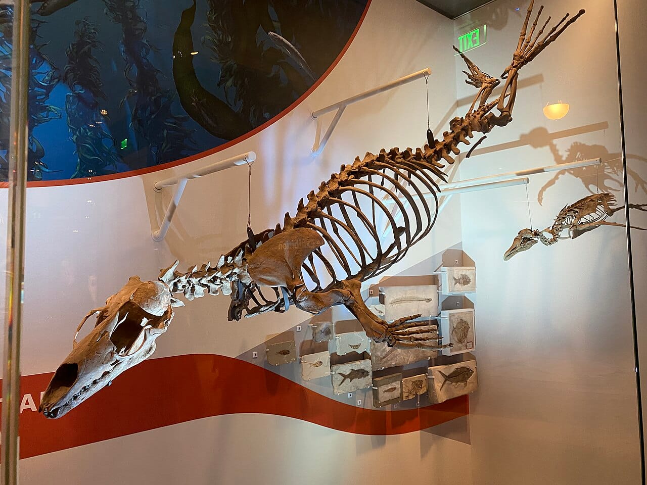 The National Museum of Natural History in Washington, DC
