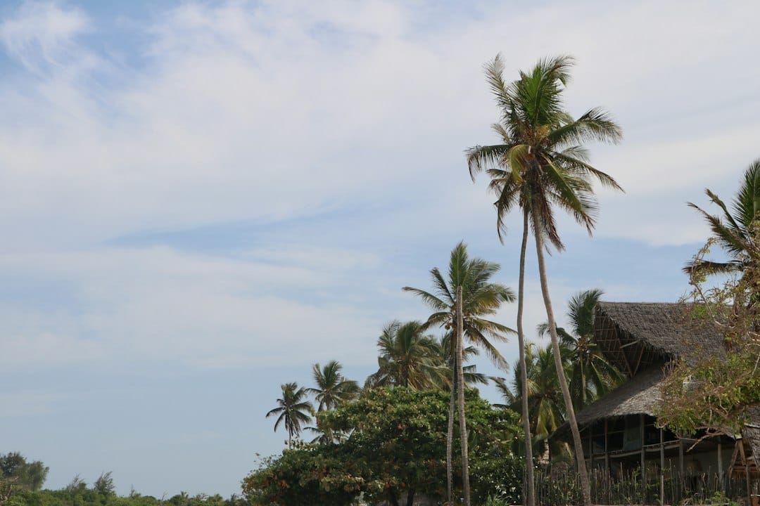A palm-lined beach at Michamvi in Zanzibar