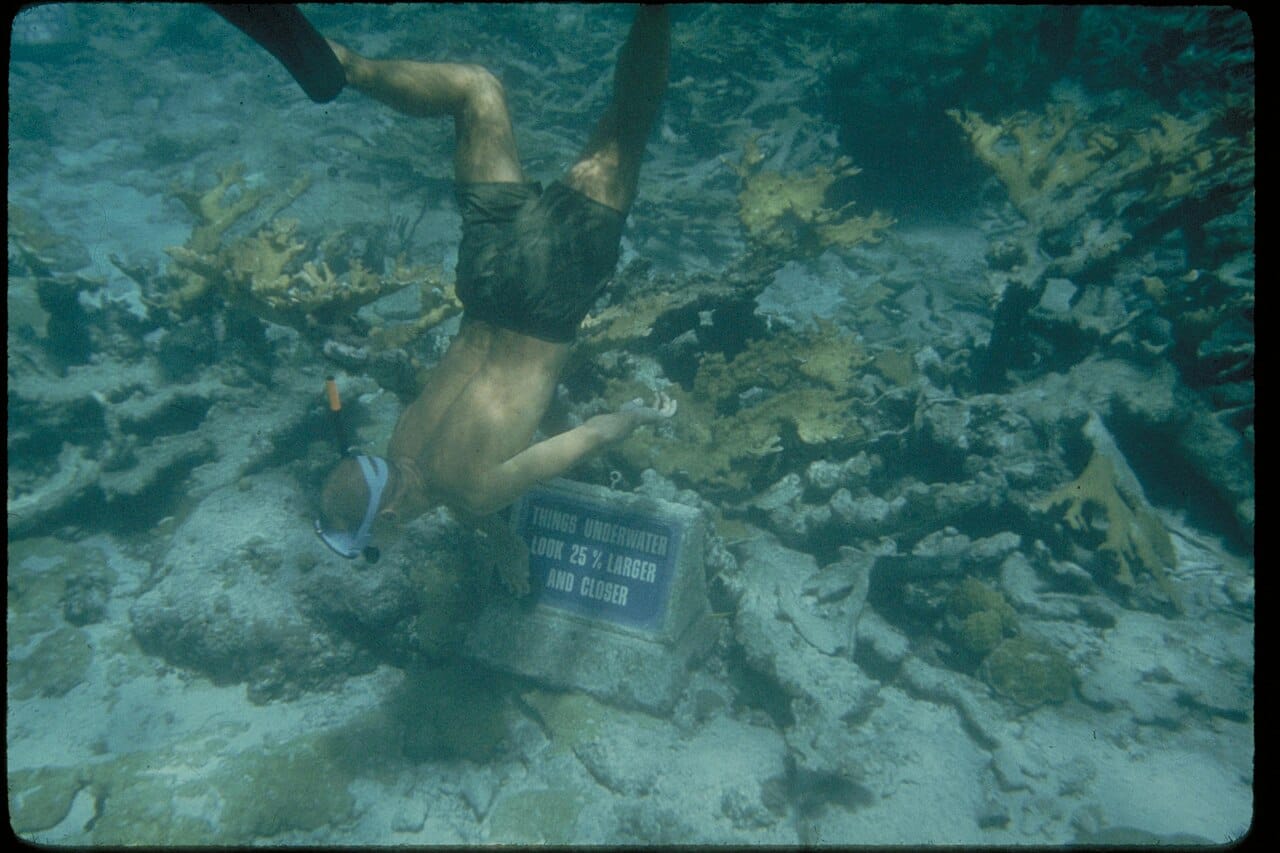 Mnemba Atoll snorkelling, Zanzibar
