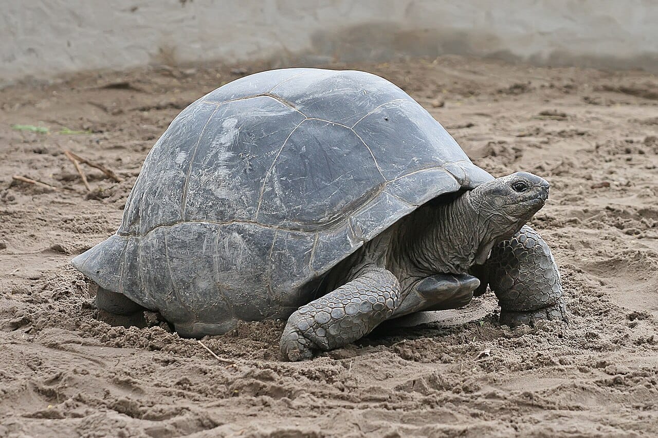 Prison Island giant tortoises, Zanzibar