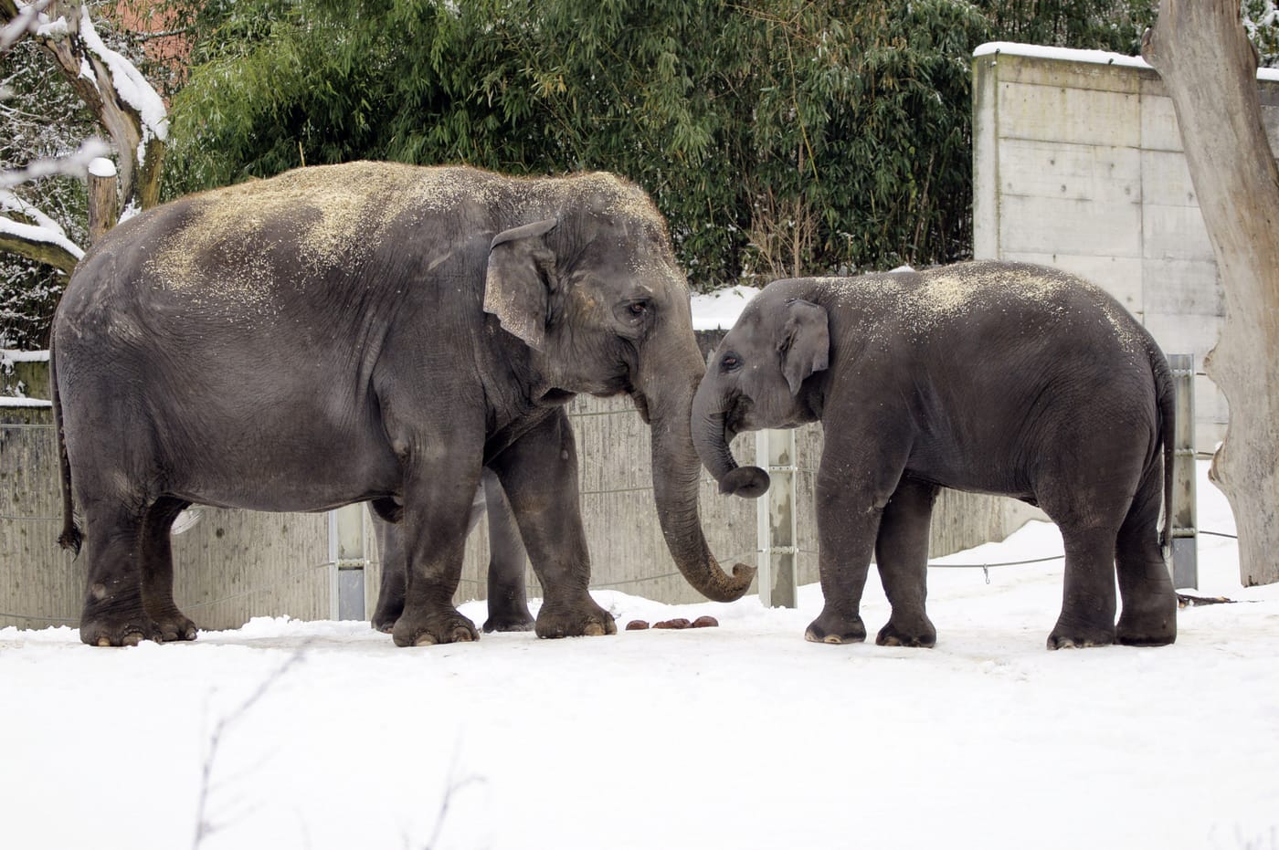 Elephants at Zürich Zoo in the snow